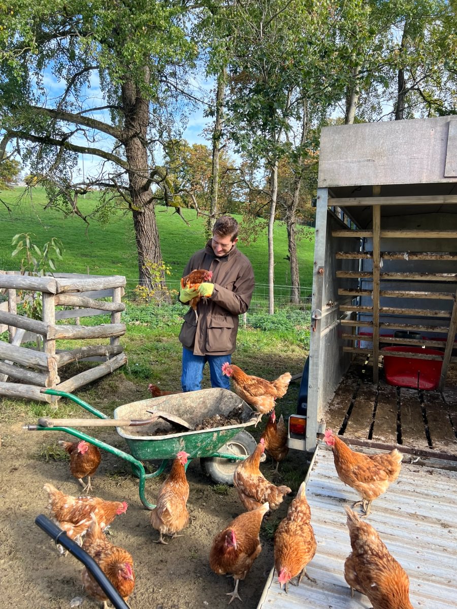 Sims Hilditch Interior Design Jamie's Farm Hens