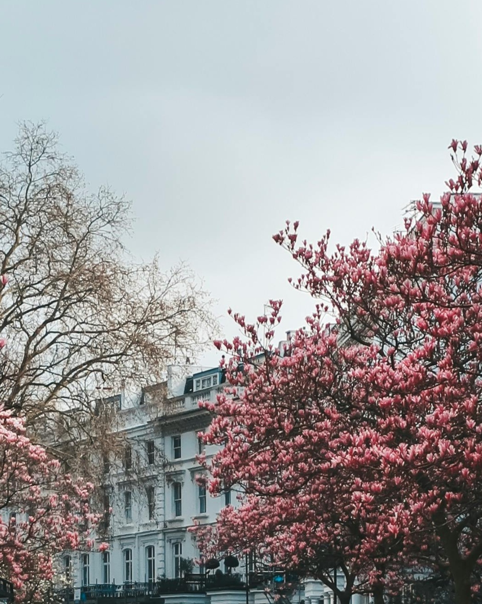 South Kensington Cherry Blossom Trees