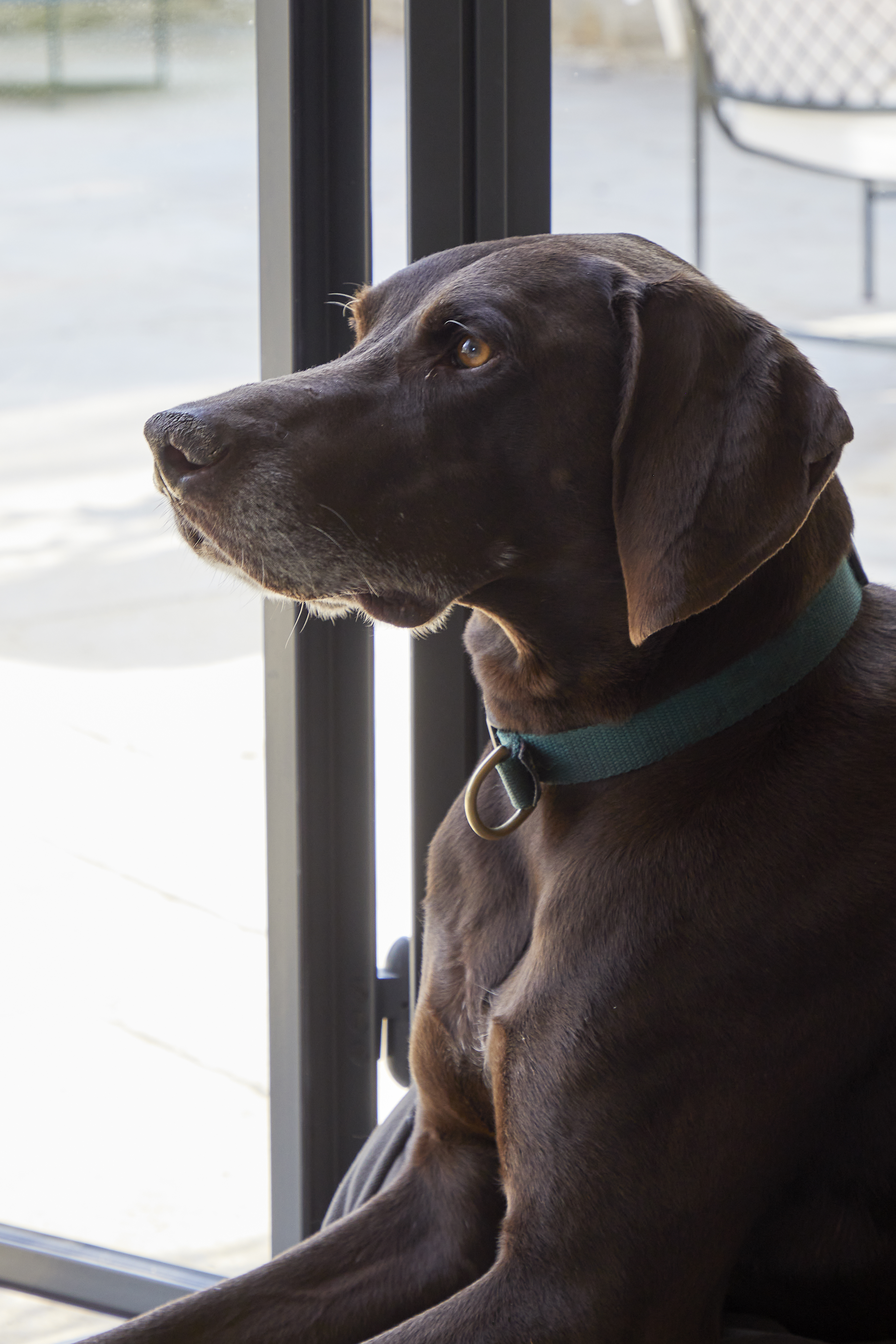 Sims Hilditch Pet Friendly Home (1)