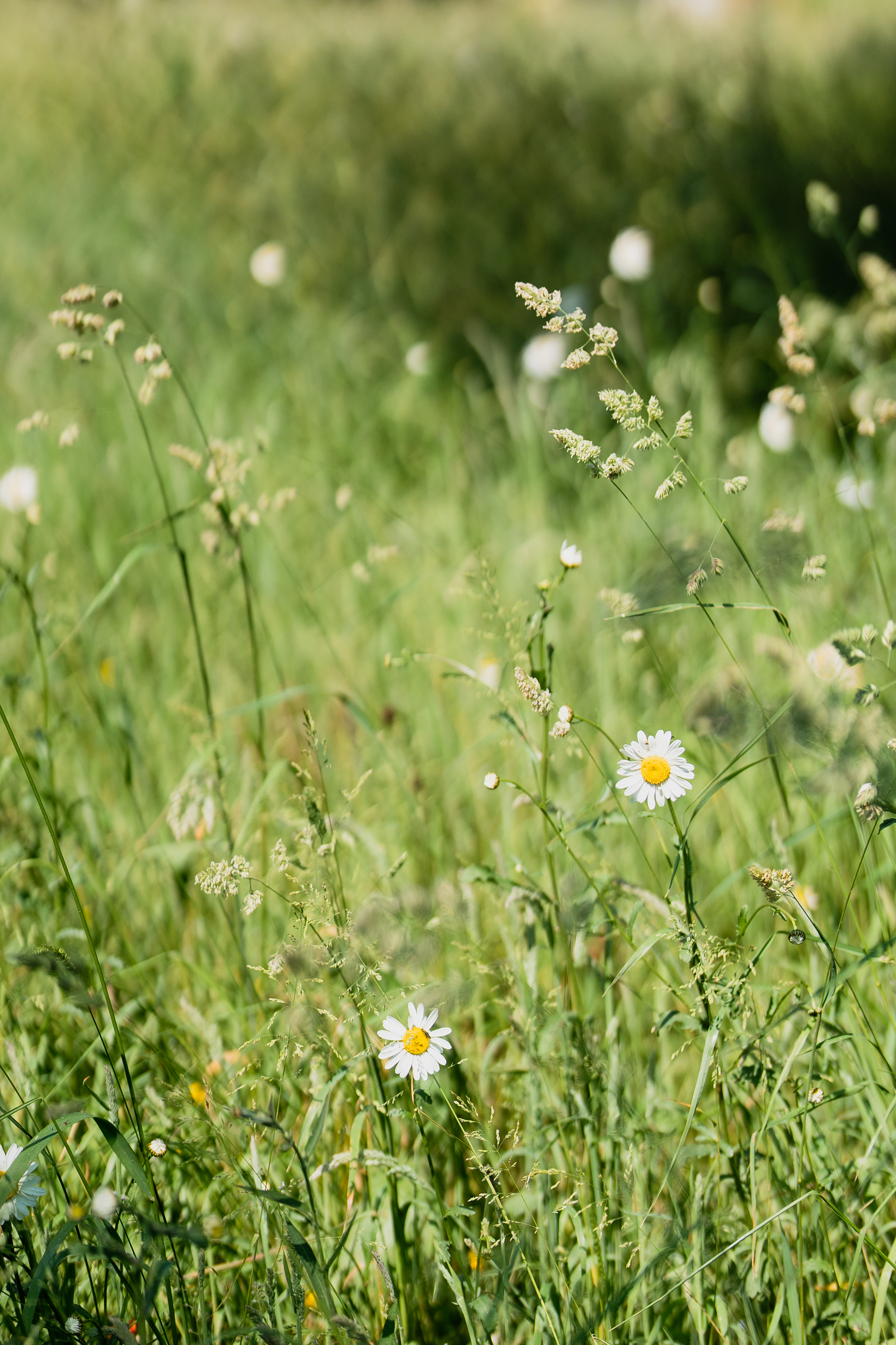 surrey-countryside-coming-soon