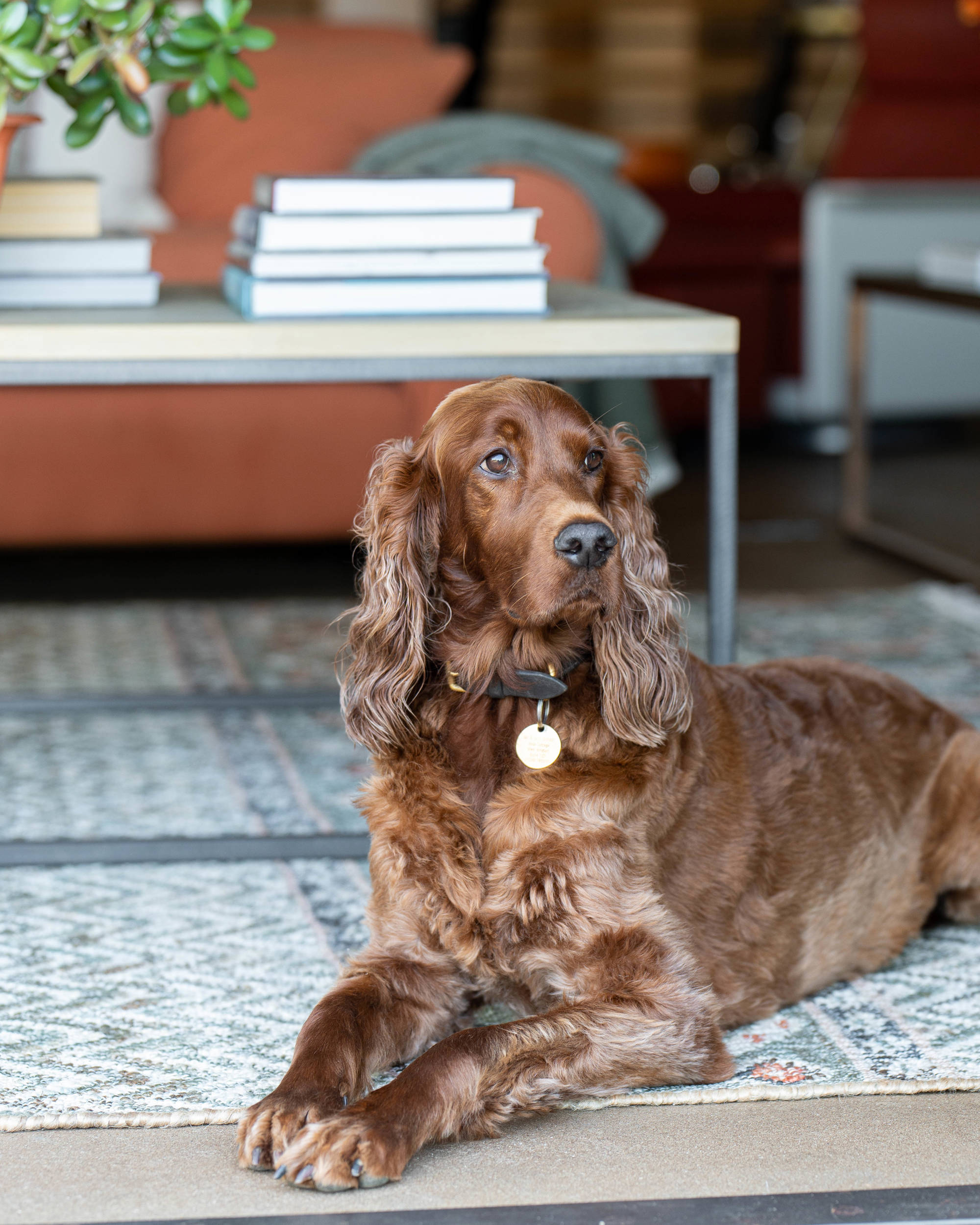 Sims Hilditch Tim Page Rug 19