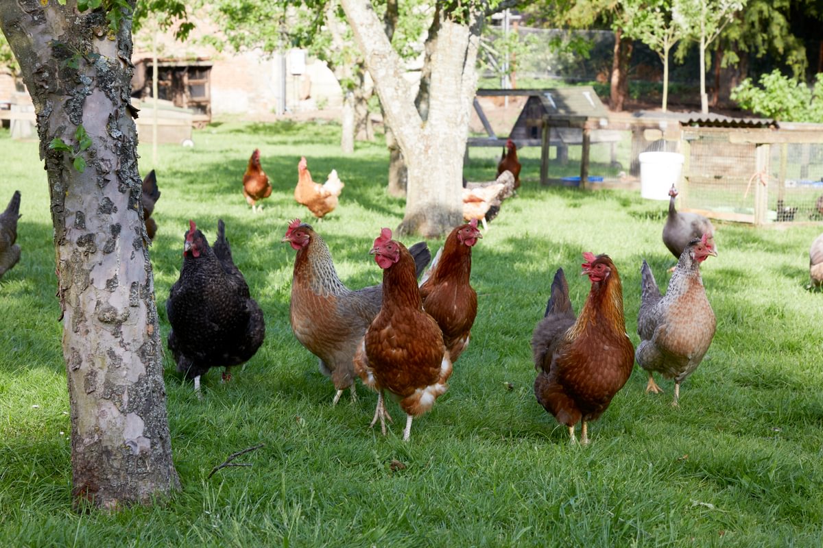 Sims Hilditch Interior Design Oxfordshire Farm Garden Hens